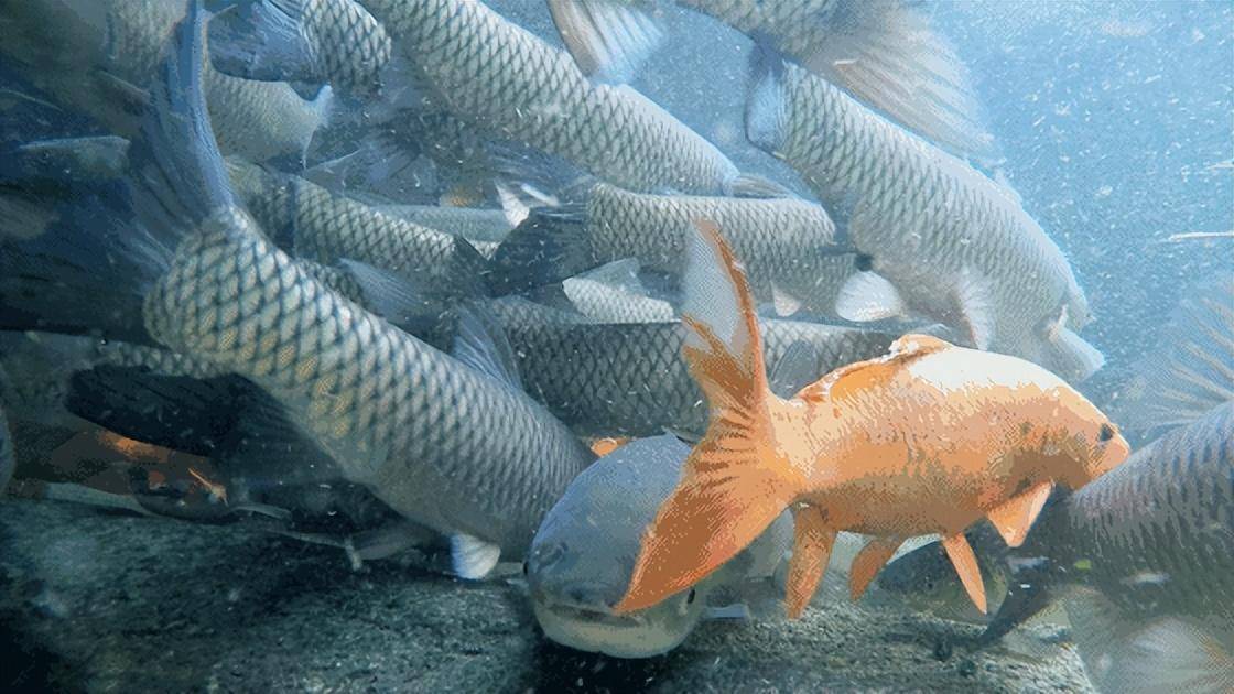 黄河将鱼冲进大海后,这些鱼怎么办?