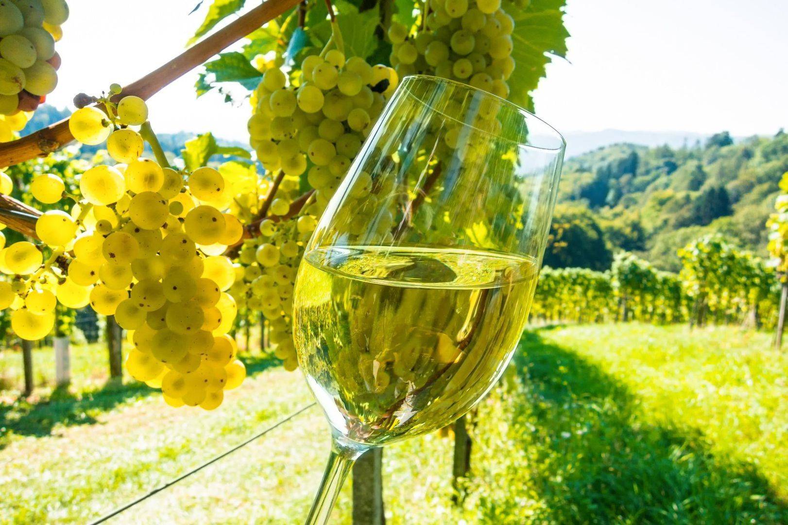 摩泽尔产区,德国葡萄酒的瑰宝