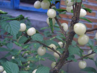 这种水果很罕见,人称"白珍珠",一斤80很抢手,五月不吃就亏了_樱桃