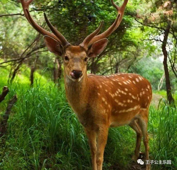 菏泽动物园5月18日盛大开园!