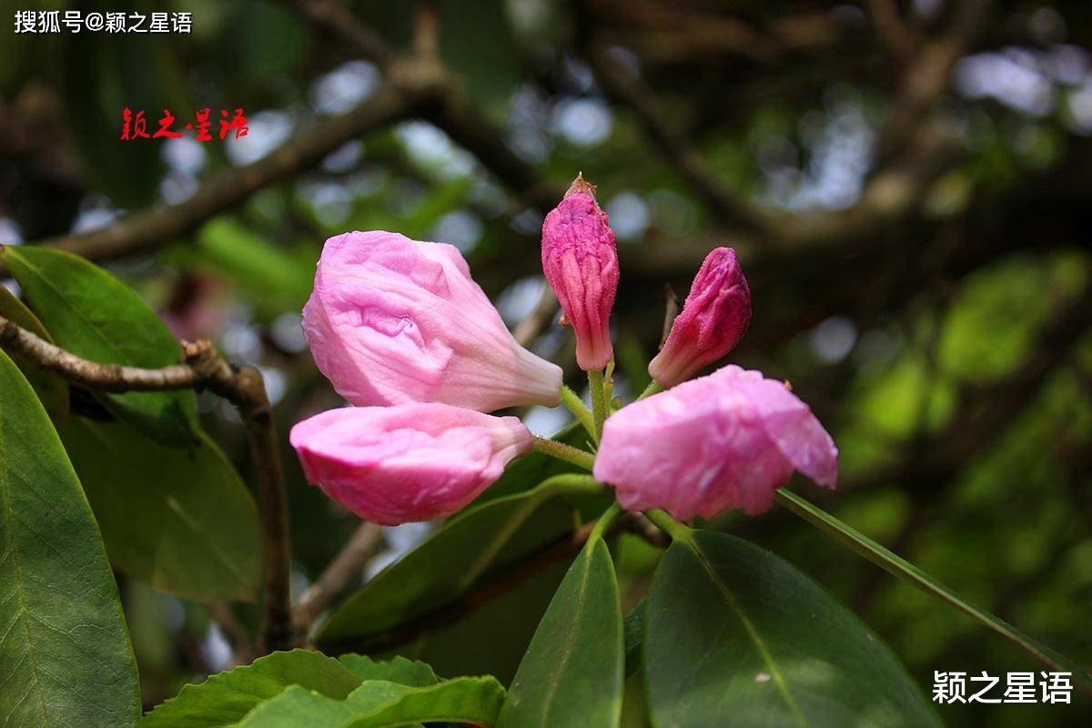 云锦杜鹃,华顶杜鹃,皆风华绝代_明山区_浙江省_花朵