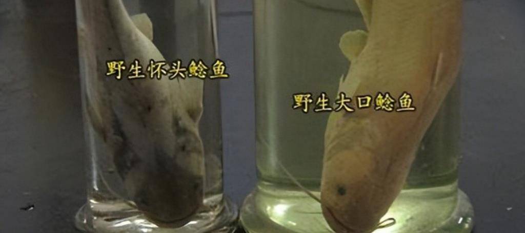 男子花20万买一条受伤的鱼,3年后靠鱼赚了一亿元_袁丹军_鲶鱼_北京