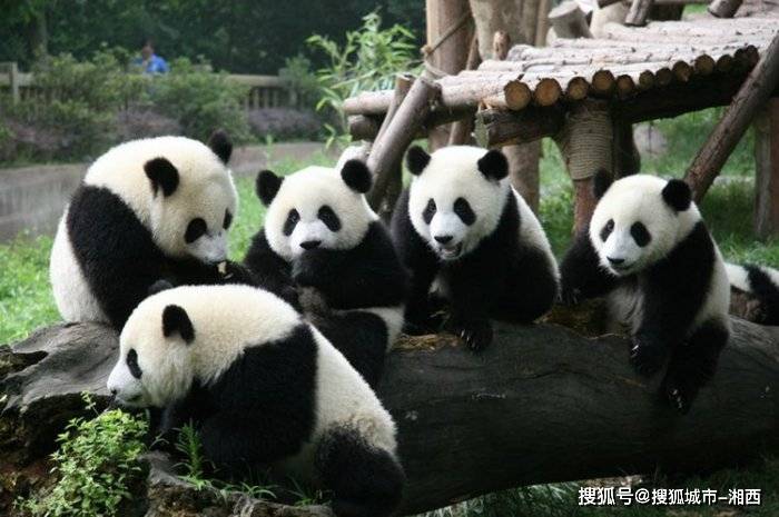 熊猫团成员年龄图片
