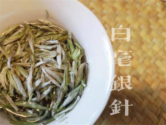 众多白茶中,为什么爱茶人偏爱白毫银针?