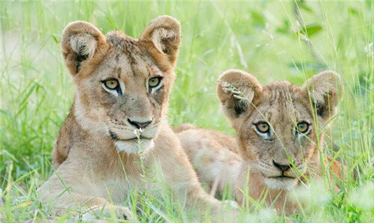 非洲幼狮冥河姐弟,相依为命四处流浪,为姐姐复仇单挑狮群而亡