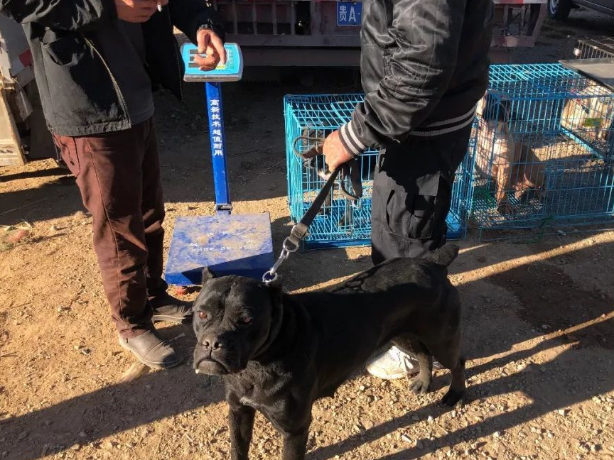 狗市:商贩出售凶悍的杜高犬,报价800元无人敢买!