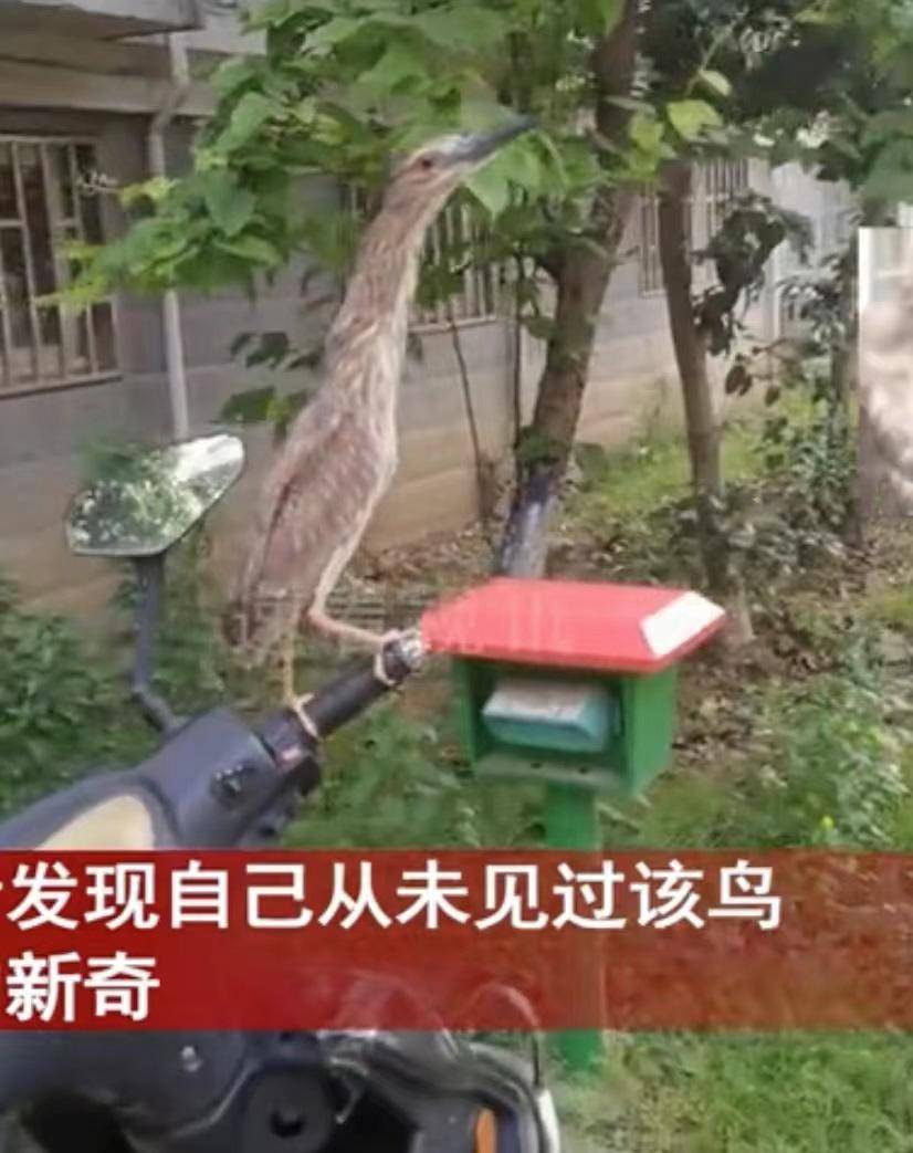男子发现有只鸟站自己车上,一动不动宛如枯树枝,一查身份不得了