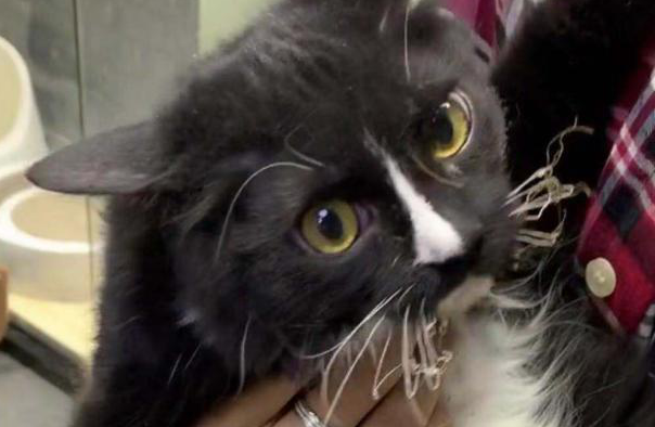 家里的沙发,椅子,桌布都没能逃过它的魔爪,对此,主任也表示非常的无奈