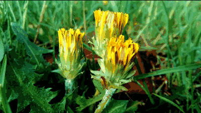 五月,婆婆丁开满了故乡的小院