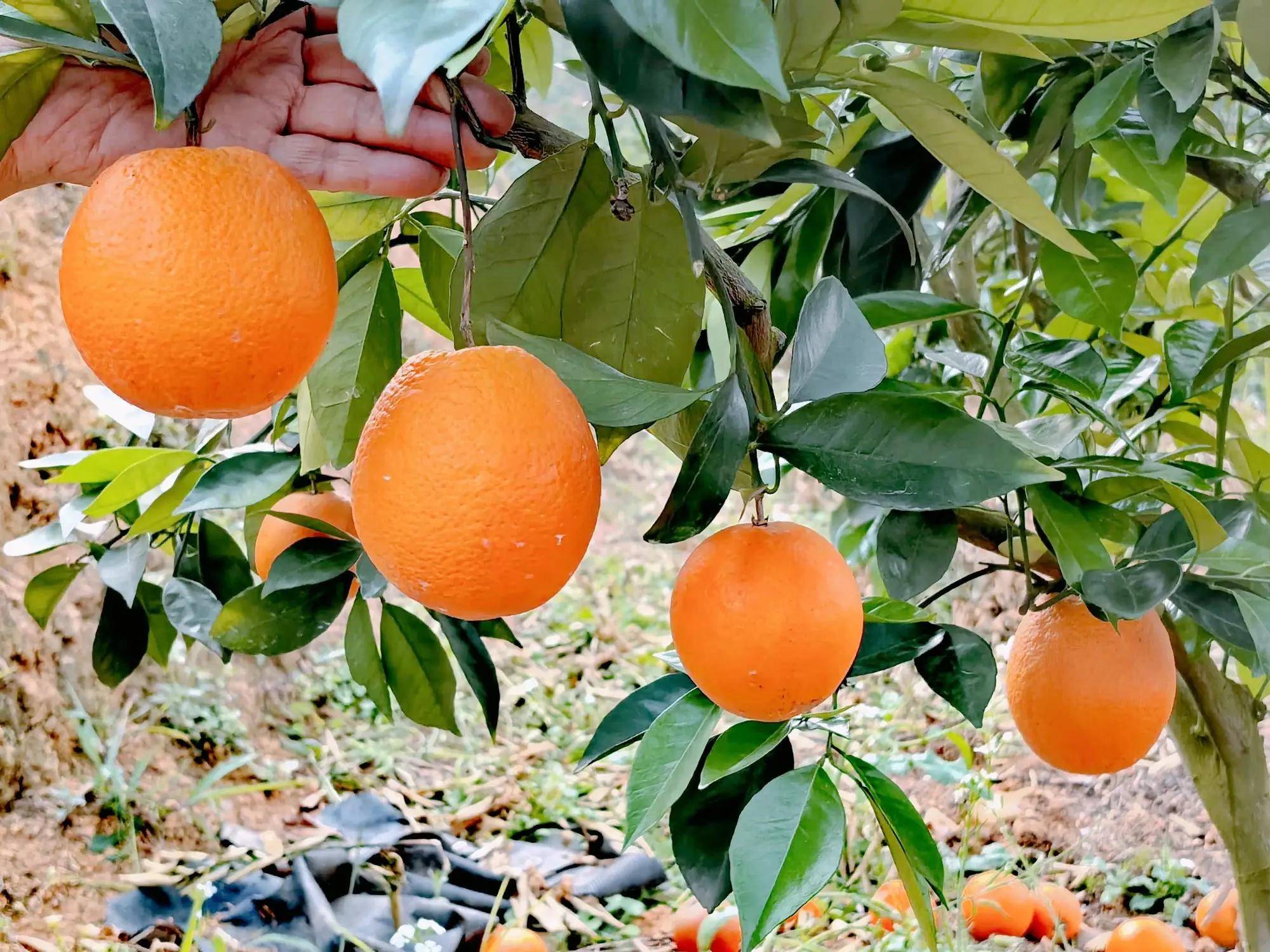 贵州罗甸:有一种脐橙切开汁水流,若注入蜂蜜水,吃了上瘾
