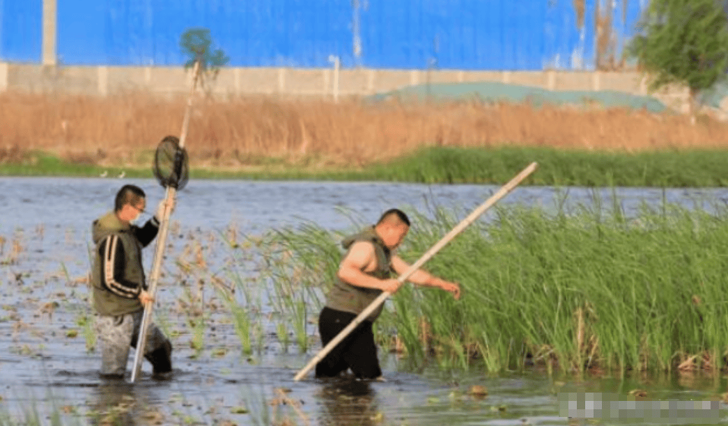 也对白腹鹞进行了跟踪采访,《新京报》还采访了当时的救助者邢志杰,她