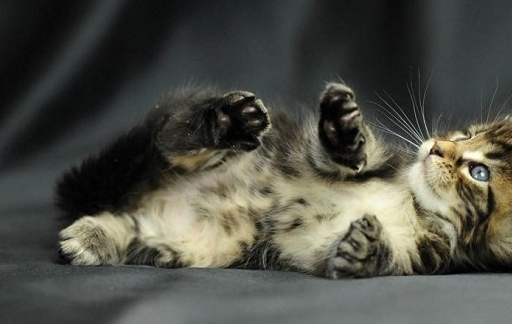 养猫的都经历过45度仰望吧,猫咪为何喜欢在高处让你仰望