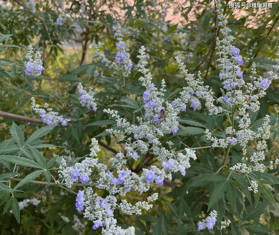 农村随处可见的黄荆