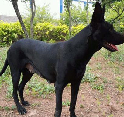 中华田园犬周末乡村度假,四处奔跑,快乐就是这么简单