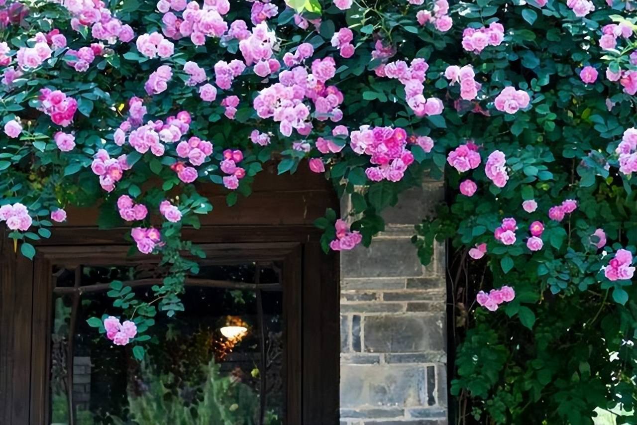 十五首唯美的"蔷薇花"诗词,朵朵精神叶叶柔,雨晴香拂醉人头