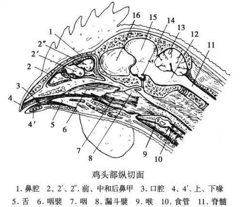 人模仿想要制造无头鸡,但是砍了几百只鸡的脑袋也没有一只能够存活