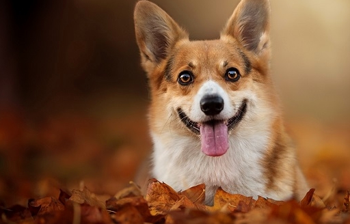 想收获一只又萌又健康的柯基,那这几点你就要做好_狗狗_问题_来自