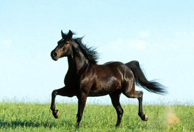 古代八大名马之一,最终为追随旧主绝食而亡