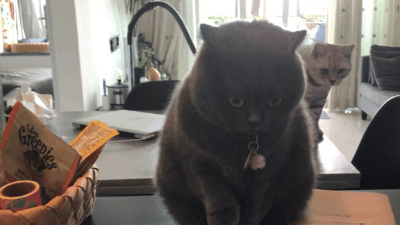 平时高冷的猫咪,在男主人分手后露出另外面孔,这才明白男不养猫