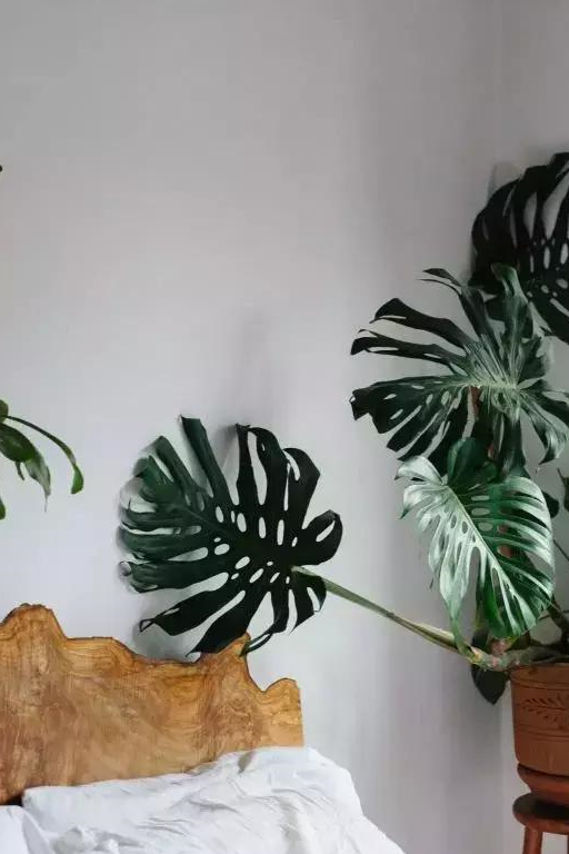 6种网红绿植,简单易养活,我特别想入手那个"宝莲灯"