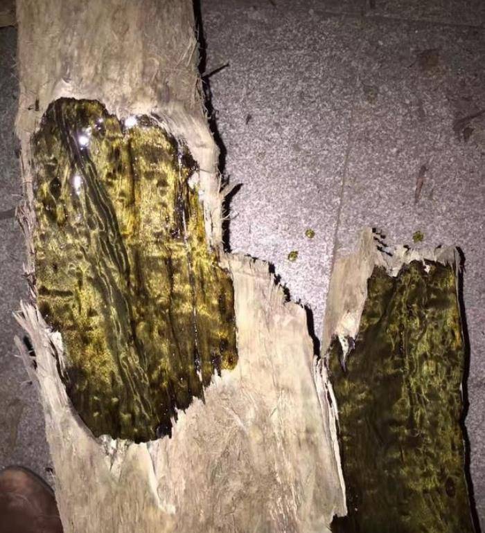 湖北一困难户,家住价值8亿金丝楠木老房子,儿子却穷到打光棍