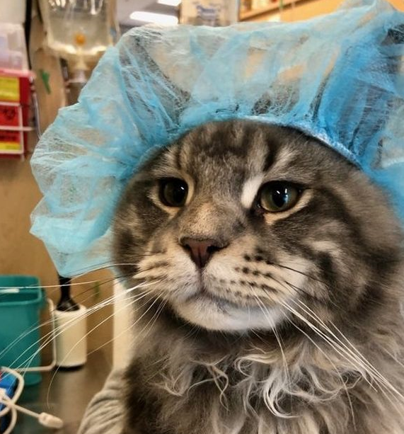 这些铲屎官的答案我给一百分_样子_高冷_花儿