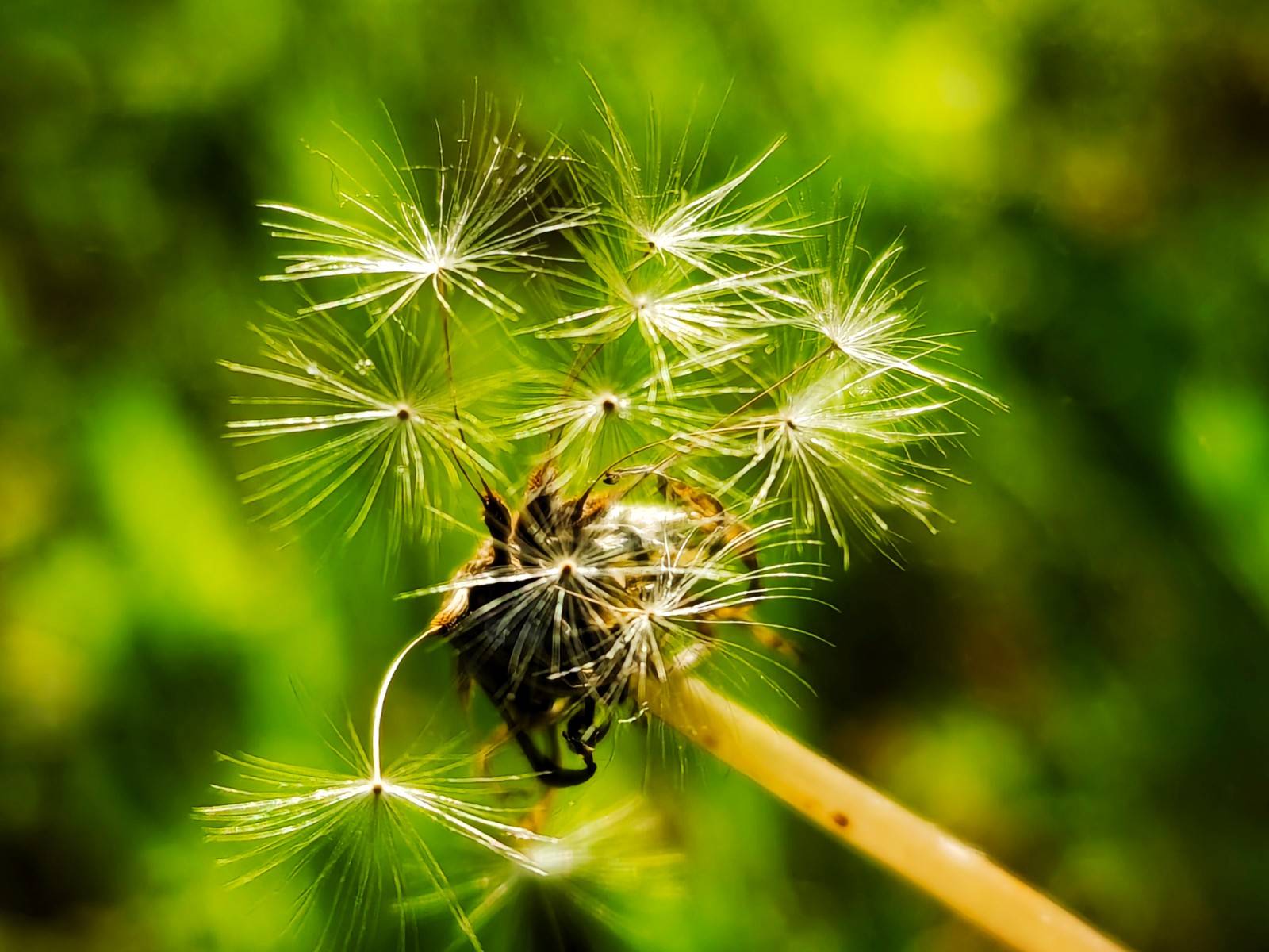 金色花朵毛绒绒圆球 蒲公英令人刮目相看