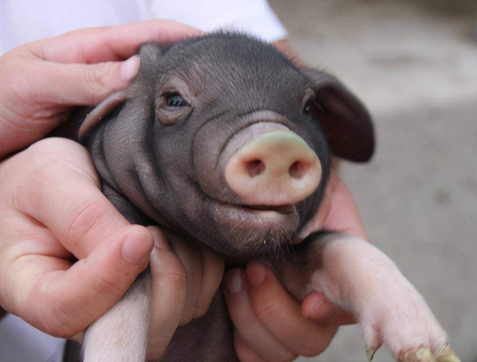 老百姓:"正月逢三亥,猪当黄金卖",2021年正月是三亥吗?