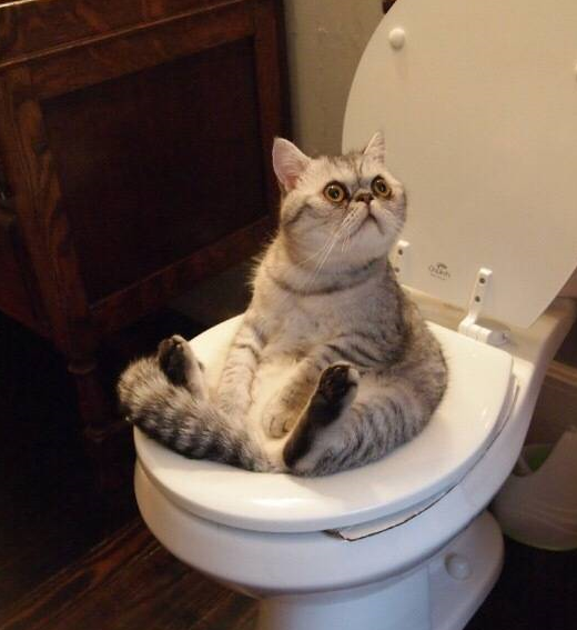 许多家庭在养猫的时候,首先就会交给猫咪上厕所的技能,准备好猫砂盆和