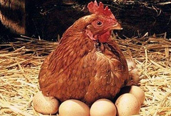 母鸡_因为_农村