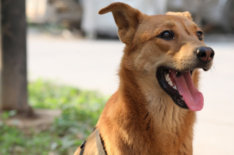 中华田园犬的5大优点,网友:不养都觉得吃亏!_主人_狗狗_人性
