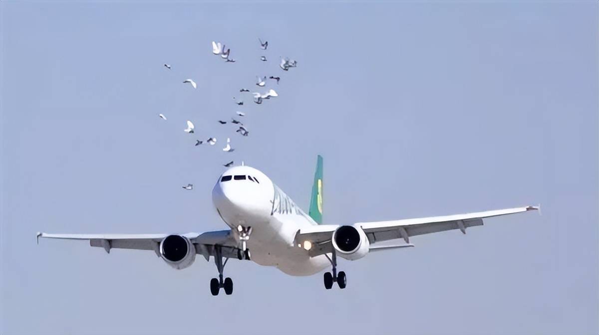 若雷达遭到鸟击破坏而失效,飞机就会失去方向感;发动机因为其暴露面积