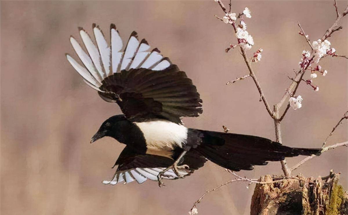 喜鹊_燕子_人家