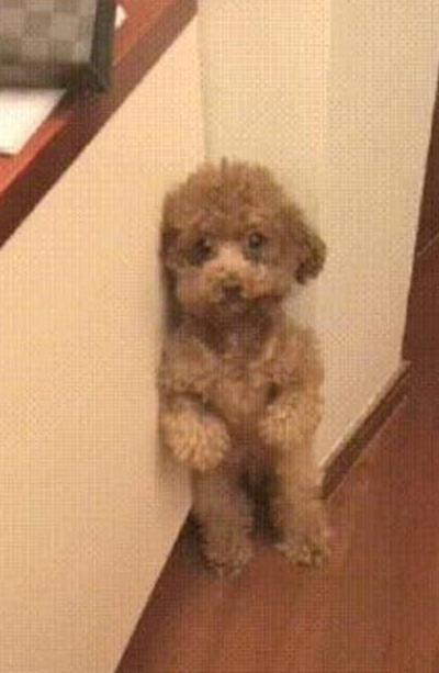 睡过头忘喂猫,醒来就对上主子的这眼神