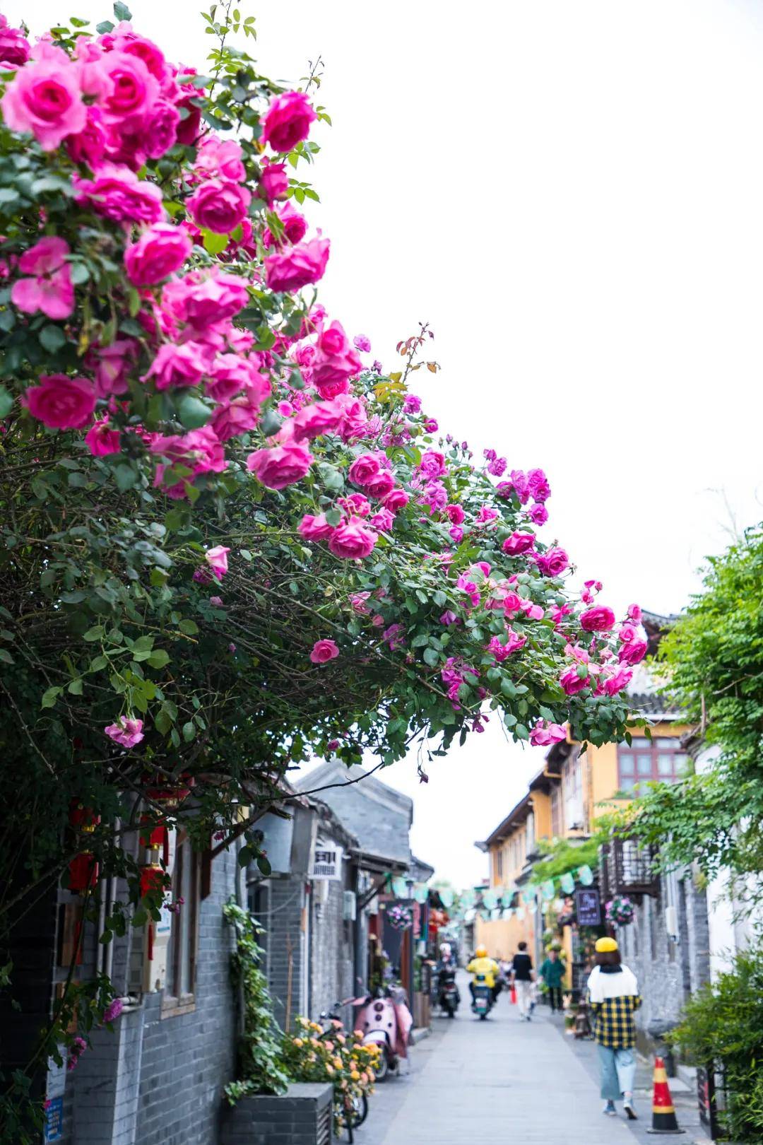 力顽强的爬山虎总能让老巷变成纯天然"绿墙"大草巷风箱巷扬州城,巷子