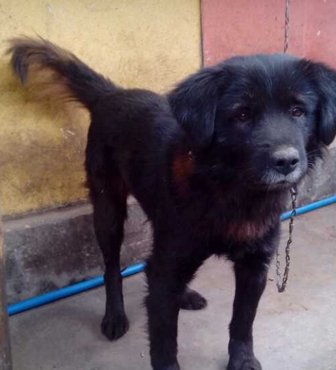 凉山犬,历史起源四川地区凉山州,是彝族人常用的猎犬.