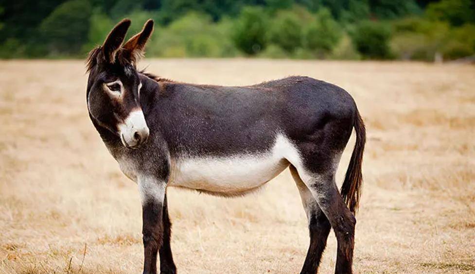 "老驴的颜色是黑的,臀部有一块拳头大的地方没有毛,那是过年放炮竹时