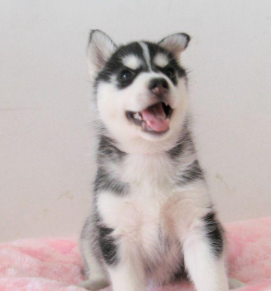 买了一只哈士奇,养了一年后,网友:我能退货吗?