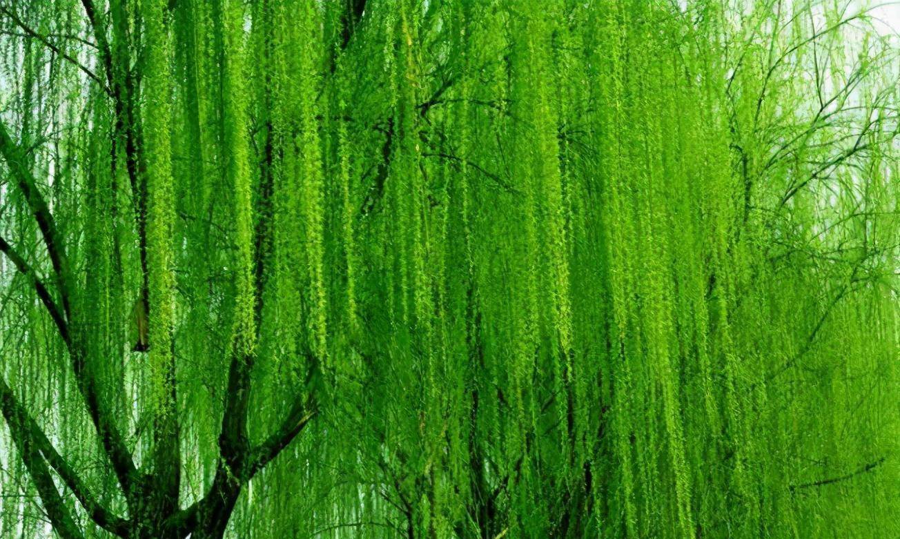 俗语:"清明杨柳朝北摆,一年能还十年债",清明将至,怎么做?