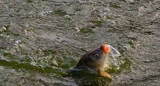 老渔民透露:买鱼时,牢记这几个技巧,鱼贩子咋忽悠都不会上当