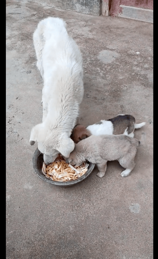 家狗看见流浪狗妈妈很虚弱,竟叼食物去帮忙喂它的孩子,太善良了