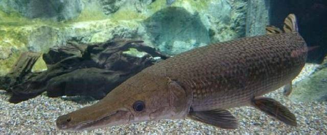 有着"幽灵火箭"之称的鳄雀鳝是世界十大凶猛淡水鱼类之一,人类在地球