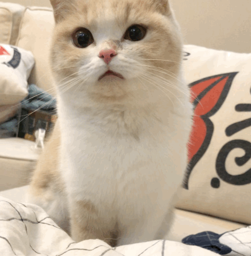 超天酱猫咪表情包图片