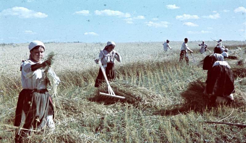 西伯利亚粮食产量图片