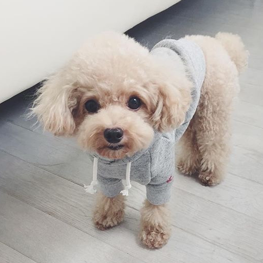 泰迪如果有这几个臭毛病,一定要及时改正