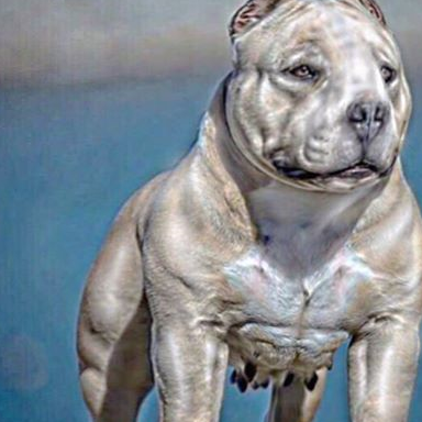 是穿越雪山的战犬,流落民间,成为放牛娃,如今火速蹿红_威纳_主人_军犬