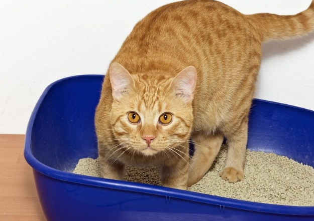 了解与猫便秘有关的原因,补救措施和医疗问题_大便_贝尔斯_结肠