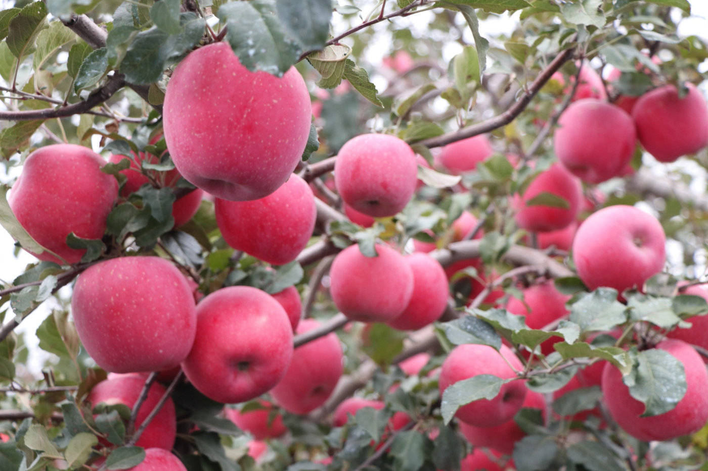 苹果树施肥,用什么肥料产量高?