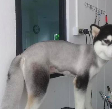 给狗狗理发,结果阿拉斯加被剃成了"平头哥",主人不厚道的笑了