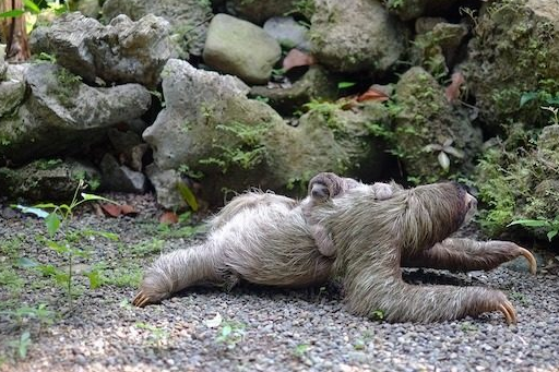 世界上最懒的动物,还是少数接受剖腹产的动物_树懒_海藻_因为